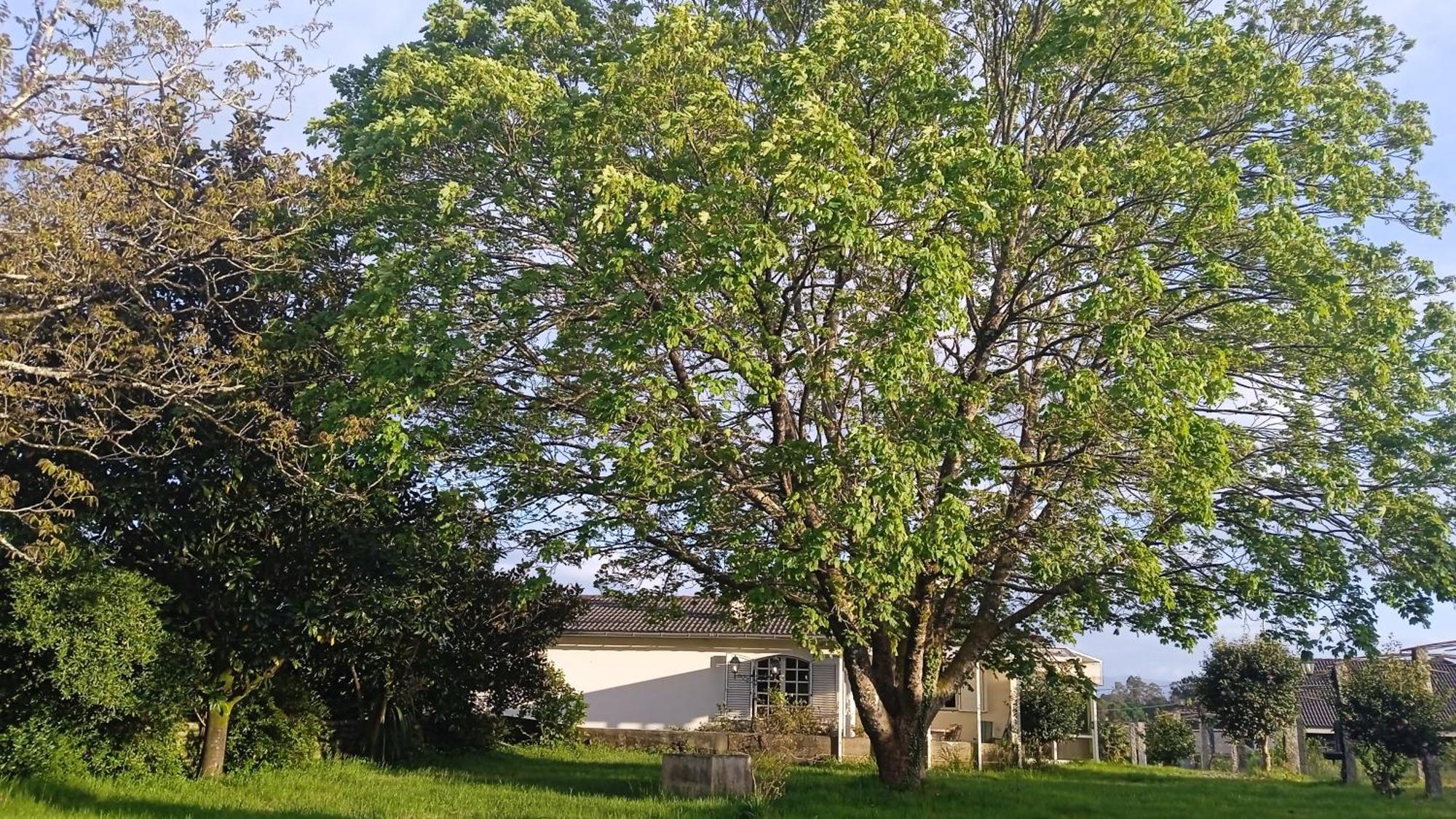 A Casa De Abelleira Ponteareas Bed and Breakfast Εξωτερικό φωτογραφία